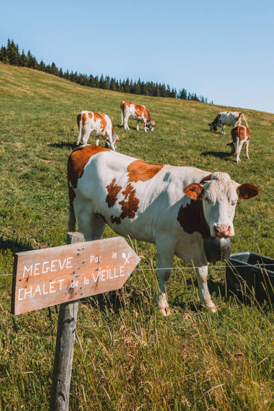 Vaches d'alpage en estive sur les sentiers de randonnée de Megève, Alpes françaises