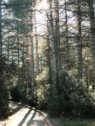 Sunlit path through the Cedar Forest of Bonnieux, Luberon