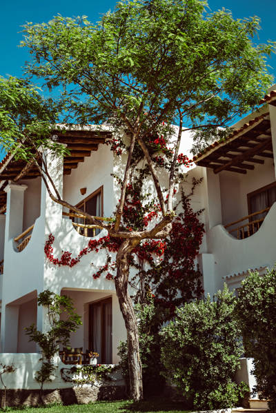 Petunia exterior