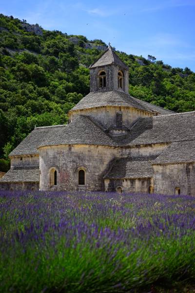 Fields of lavender in bloom in front of Sénanque Abbey, Luberon Provence