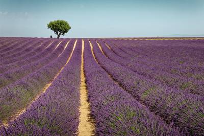 Fields of lavender in bloom on the Valensole plateau, Provence