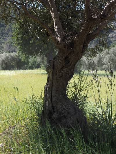 Ancient olive tree in a Provençal grove near the Beaumier hotels in Lourmarin, Luberon