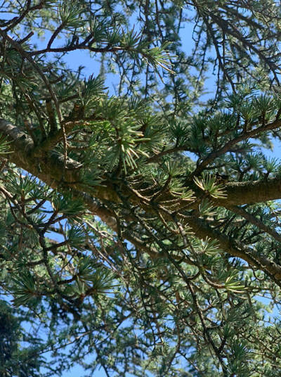 Cedar forest of Bonnieux in the Luberon, near the Beaumier hotel Capelongue